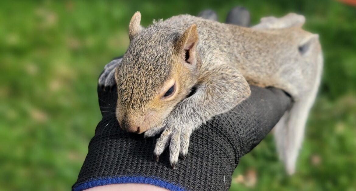 Why Squirrels Chew Constantly
