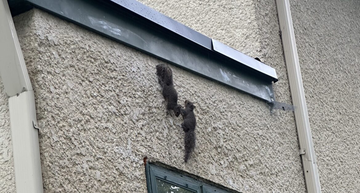 Why Squirrels Chew Through Atlanta Rooflines and Wires