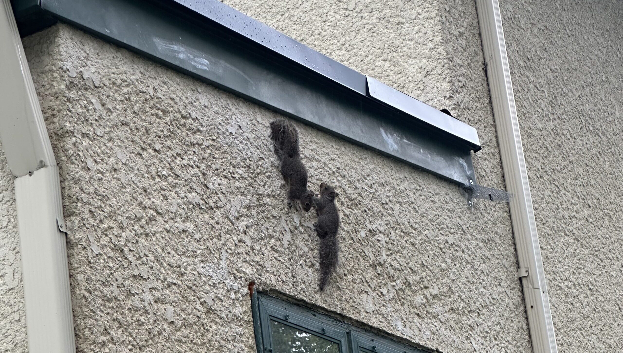 Why Squirrels Chew Through Atlanta Rooflines and Wires
