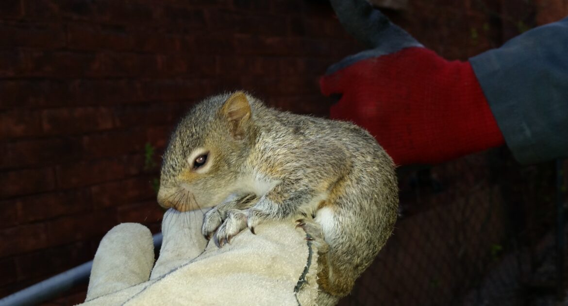 Why Squirrels Chew Wires and Wood More During Cold Months