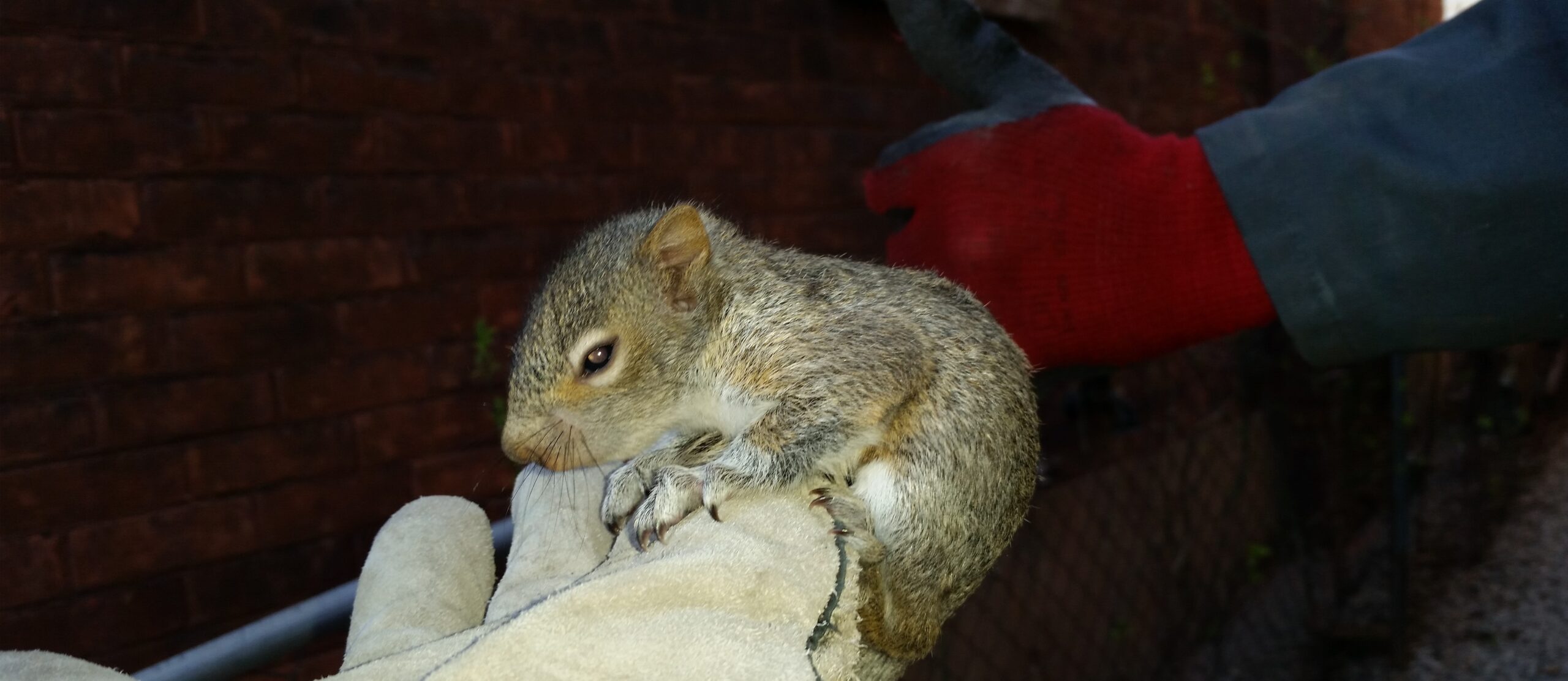 Why Squirrels Chew Wires and Wood More During Cold Months