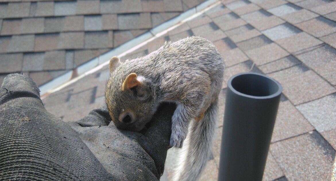 Why Squirrels Target Attic Insulation for Nesting in December