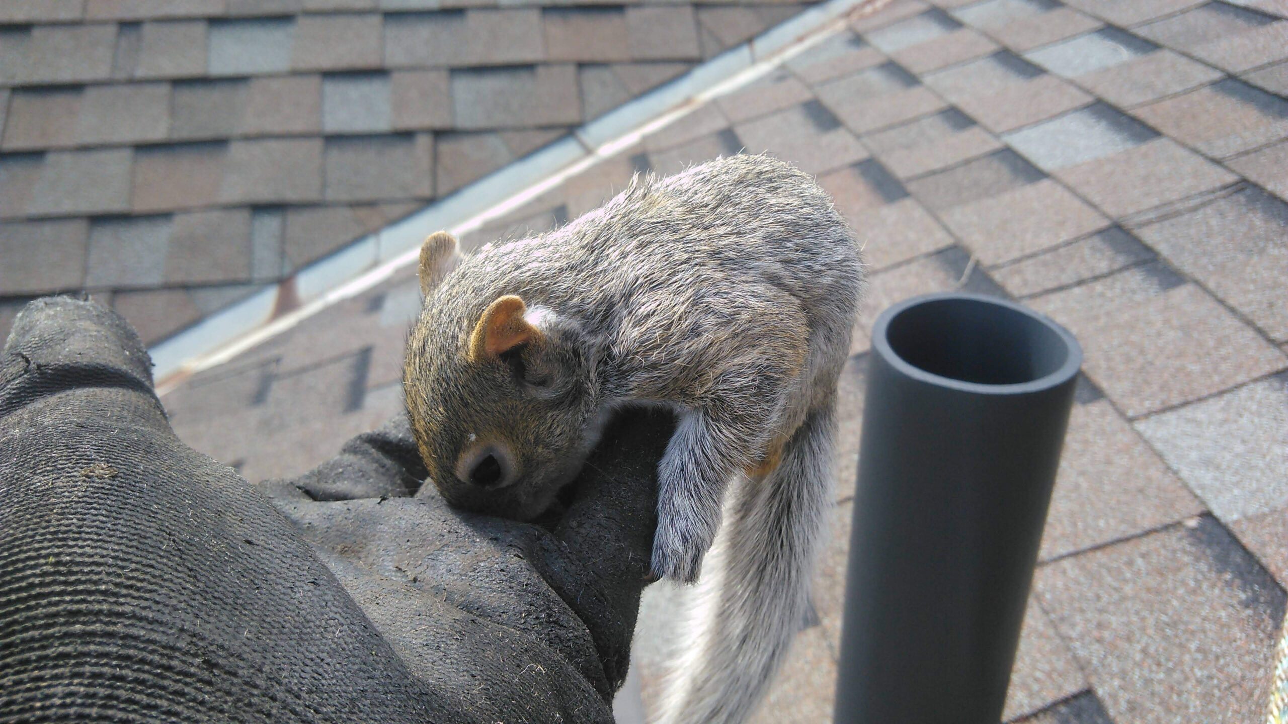 Why Squirrels Target Attic Insulation for Nesting in December