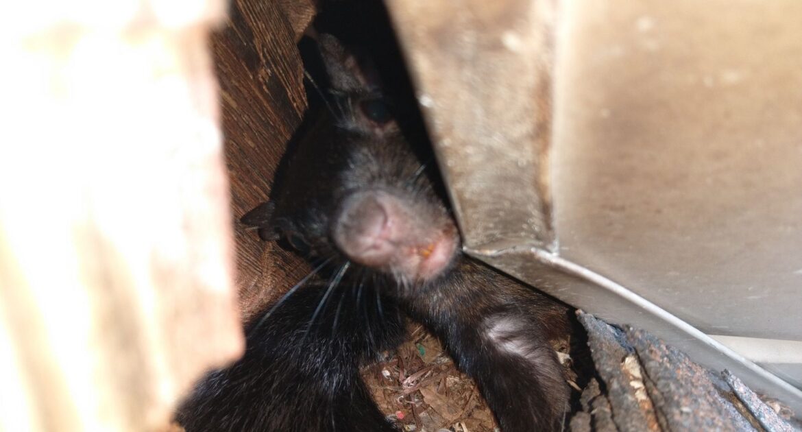 Why Squirrels Target Attic Insulation in Ohio Homes During Cold Months