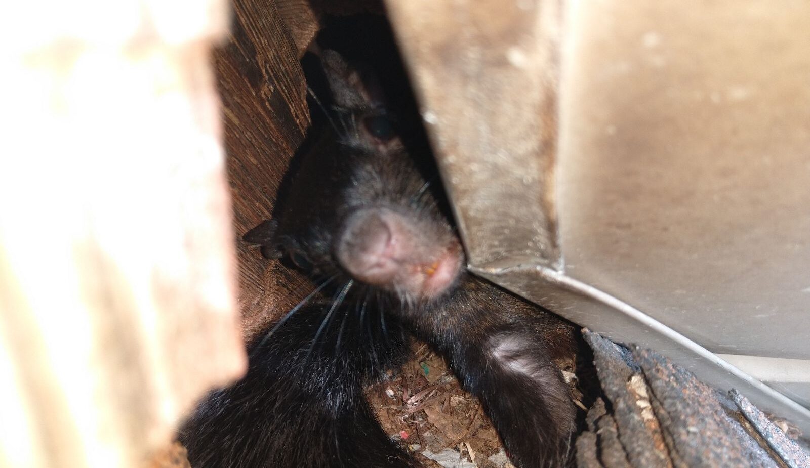 Why Squirrels Target Attic Insulation in Ohio Homes During Cold Months