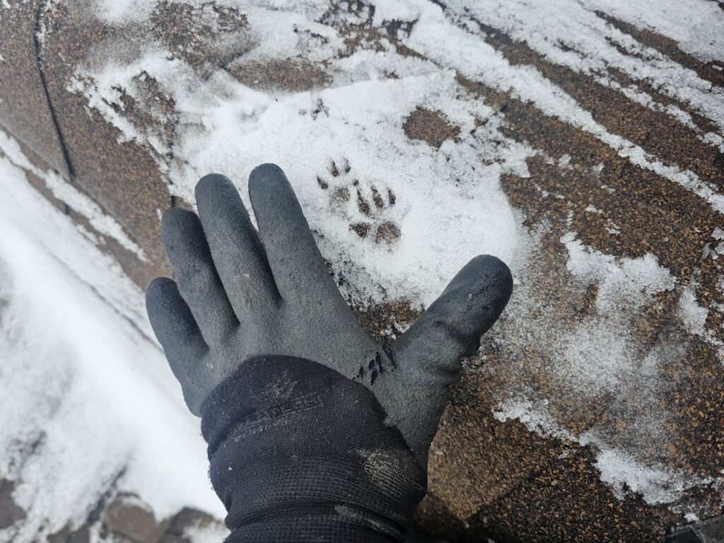 Why Squirrels Target Attics and Chimneys in Winter