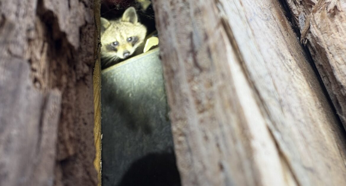 Winter Raccoon Entry Points