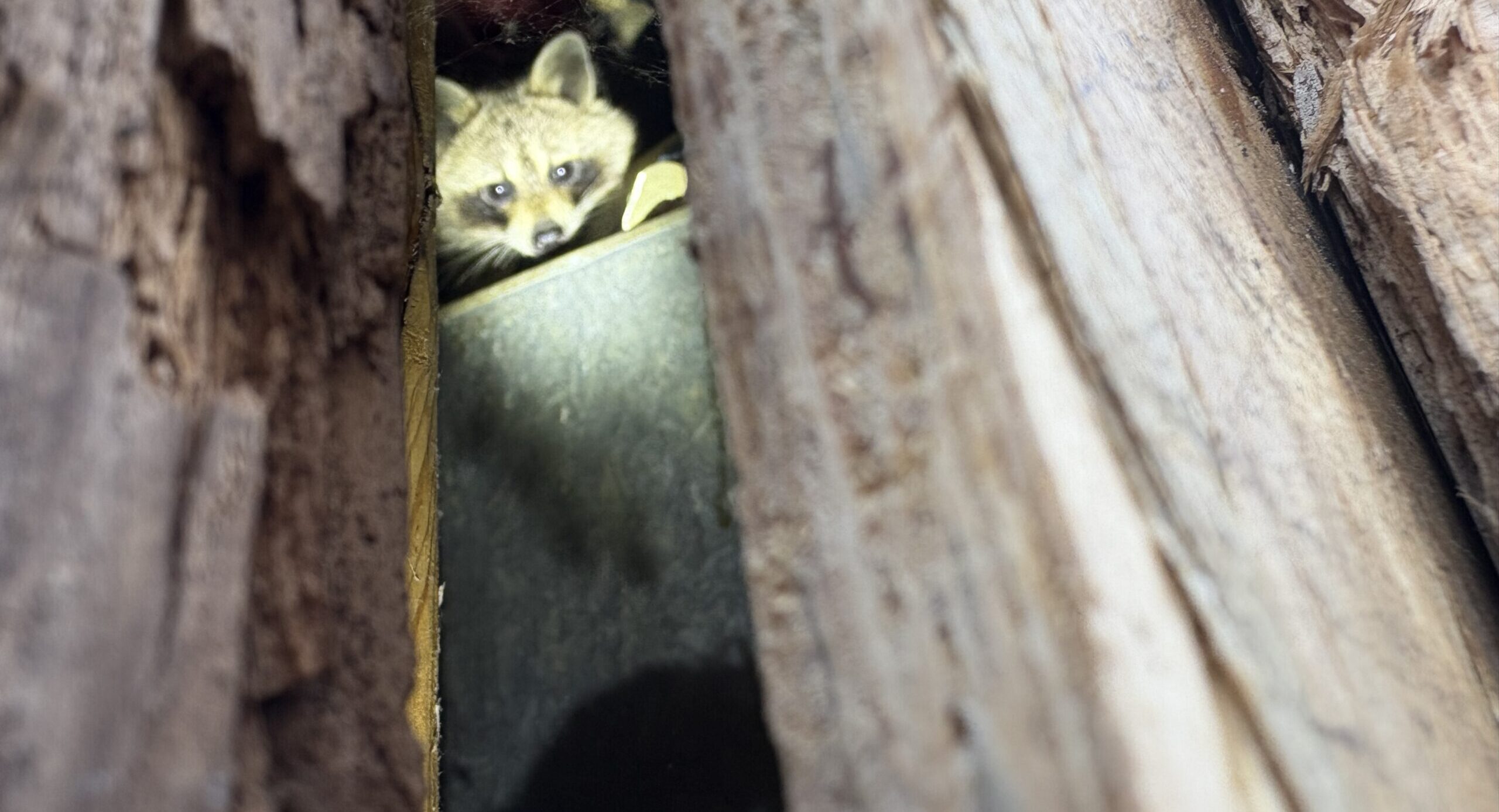 Winter Raccoon Entry Points