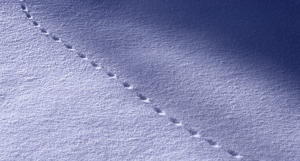 Winter Wildlife Myths Every Canadian Homeowner Should Stop Believing