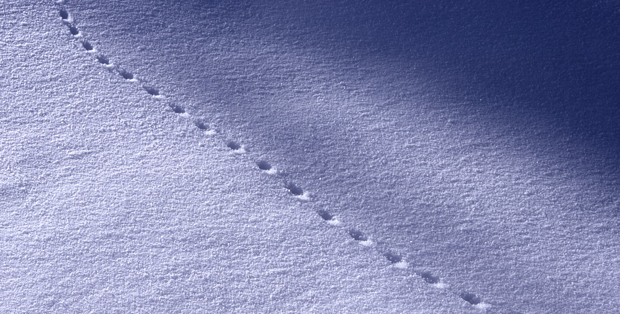 Winter Wildlife Myths Every Canadian Homeowner Should Stop Believing