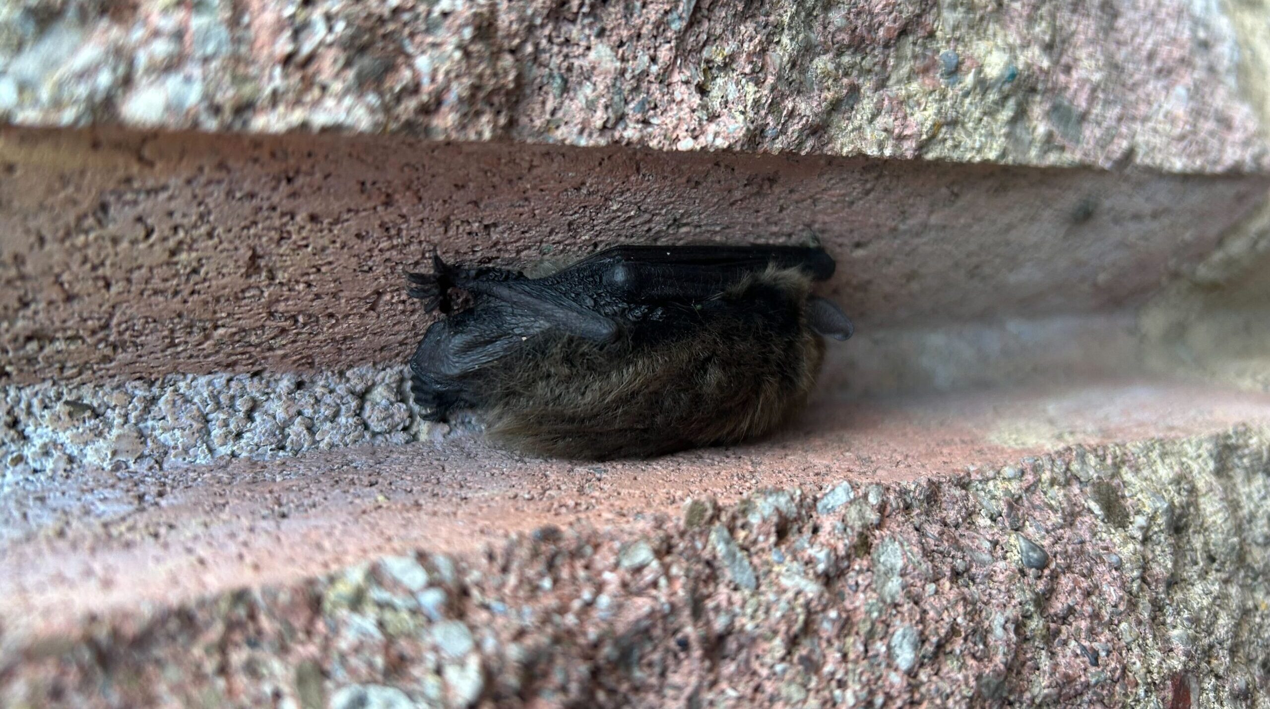 Anoka County Bat Infestations