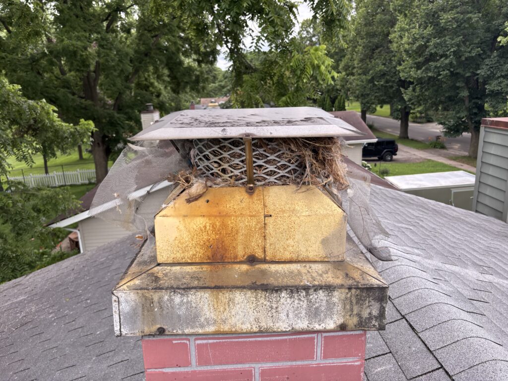Bird Nest in Chimney