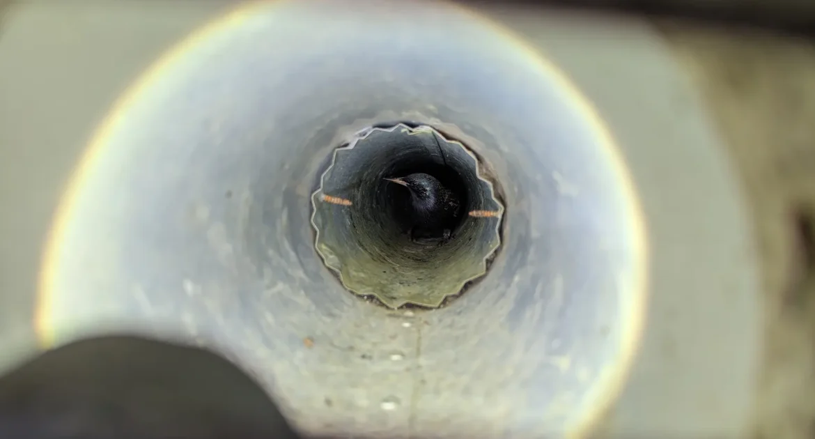 Birds Pecking At Your Home