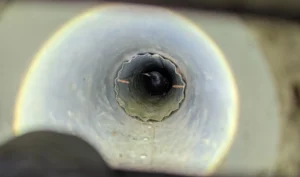 Birds Pecking At Your Home