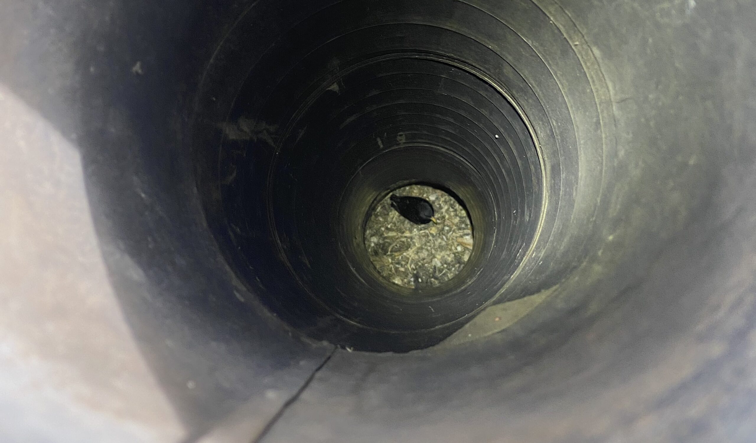 Prevent Bird Chimney Blockages in Ottawa