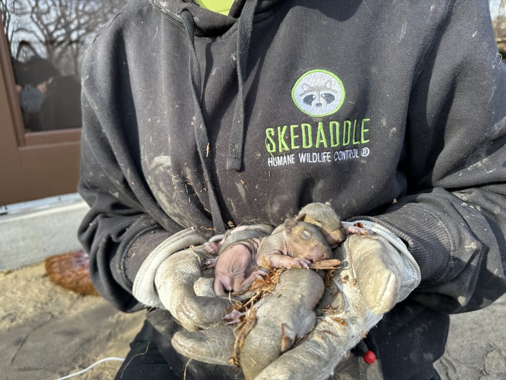 Colorado Homeowners Skedaddle Technician in Arvada Holding Baby Squirrel