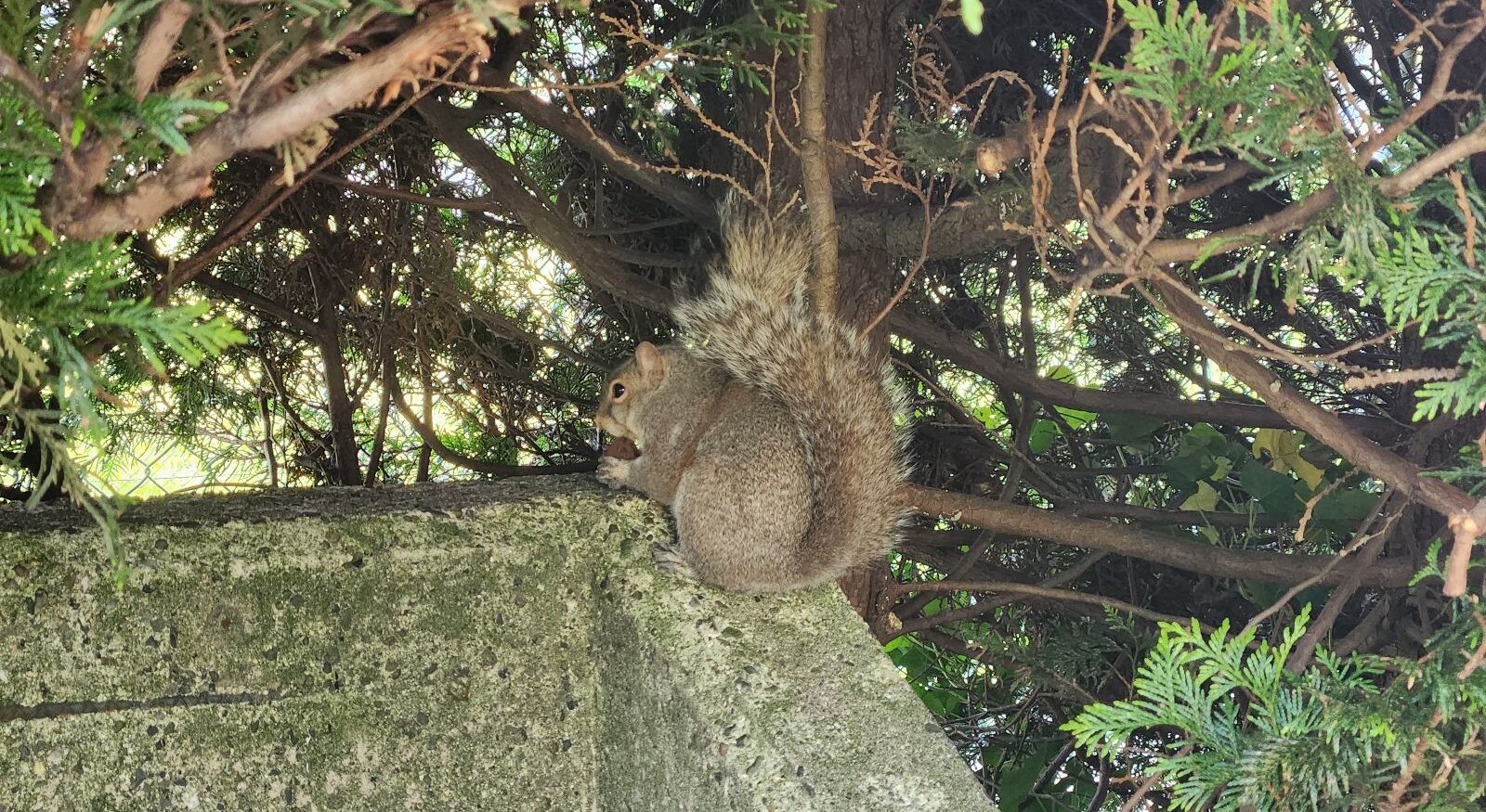 Skedaddle in Arvada Tree Squirrel