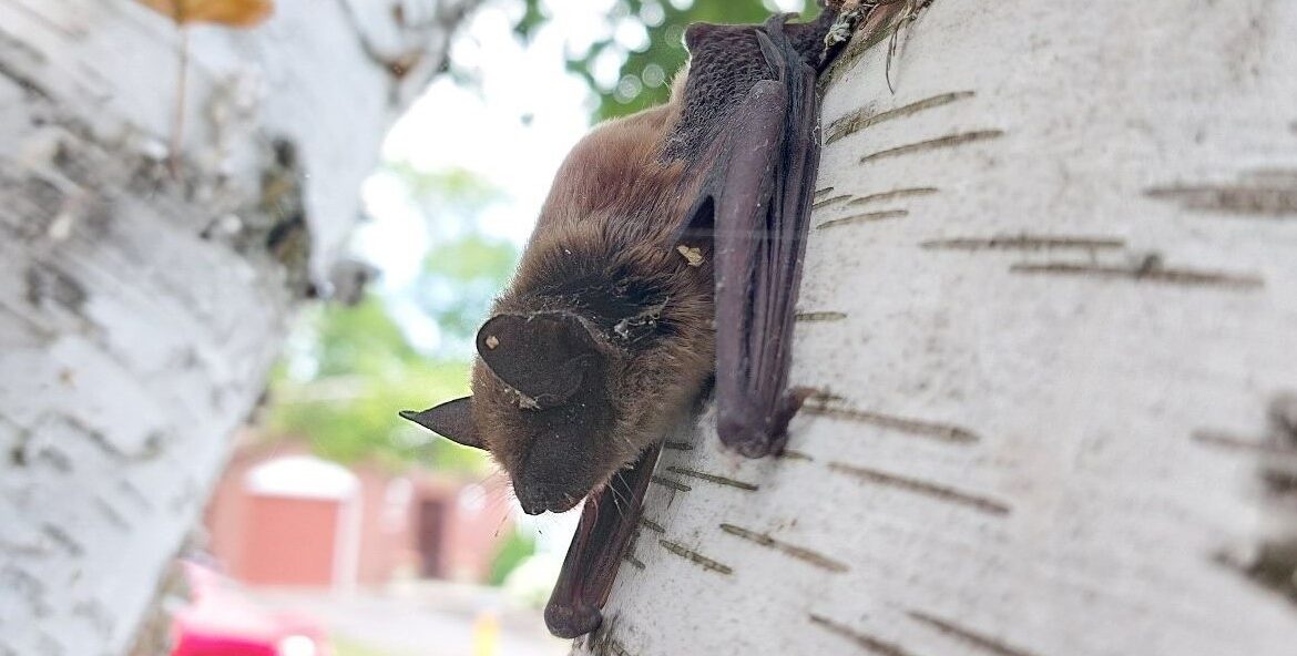 Do Bats Hibernate in Attics