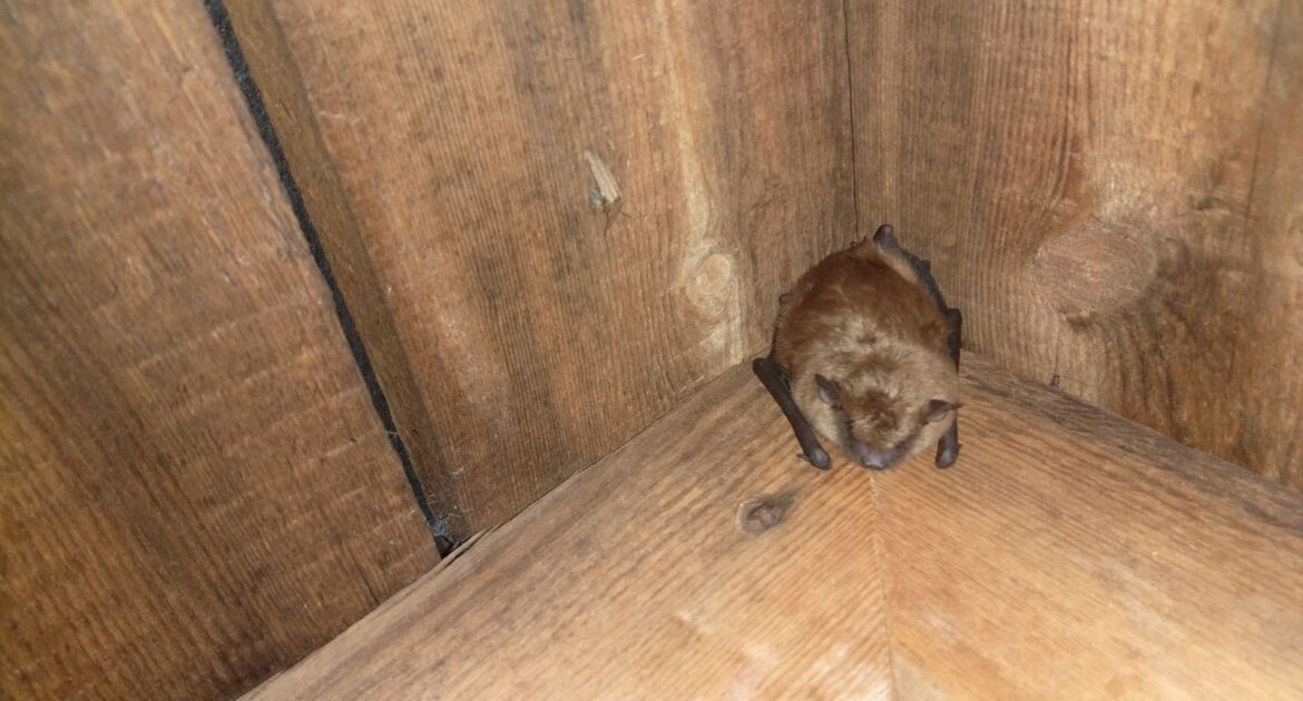 Do Bats Hibernate in Coquitlam Homes