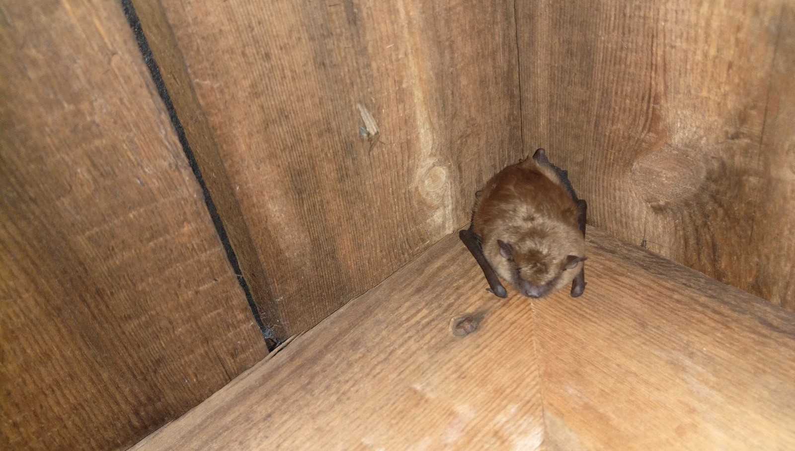 Do Bats Hibernate in Coquitlam Homes