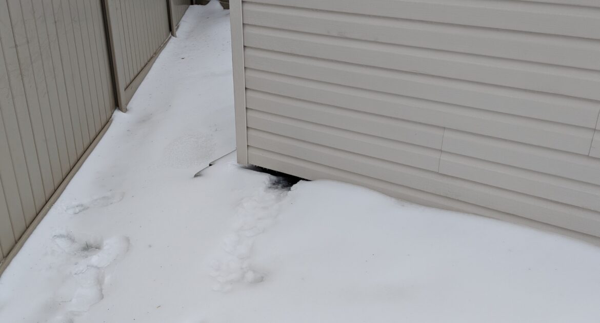 Do Skunks Hibernate in Canada