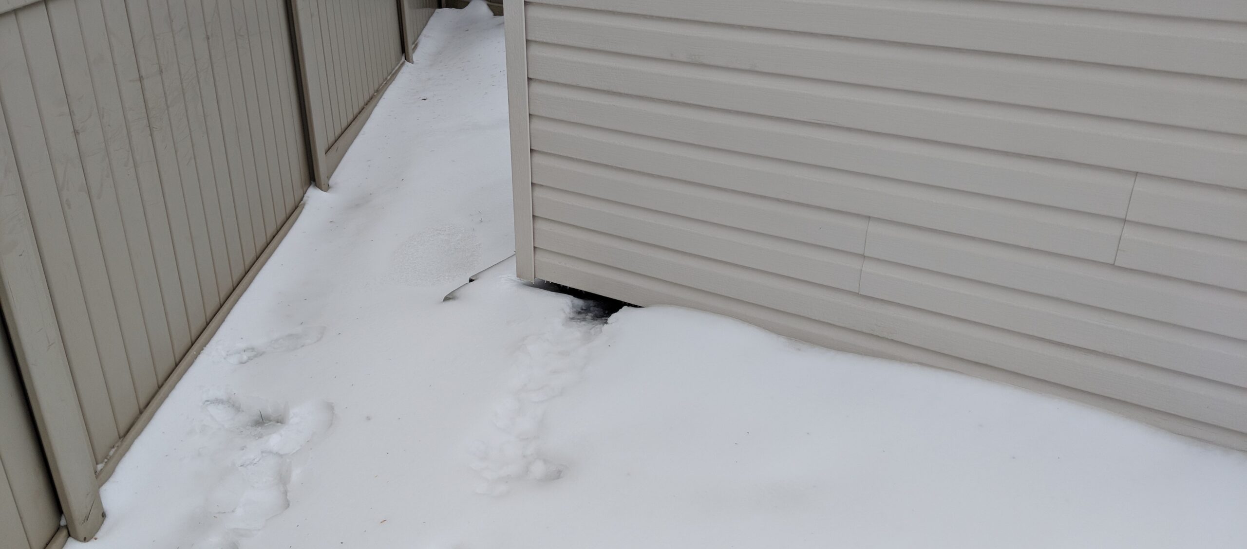 Do Skunks Hibernate in Canada