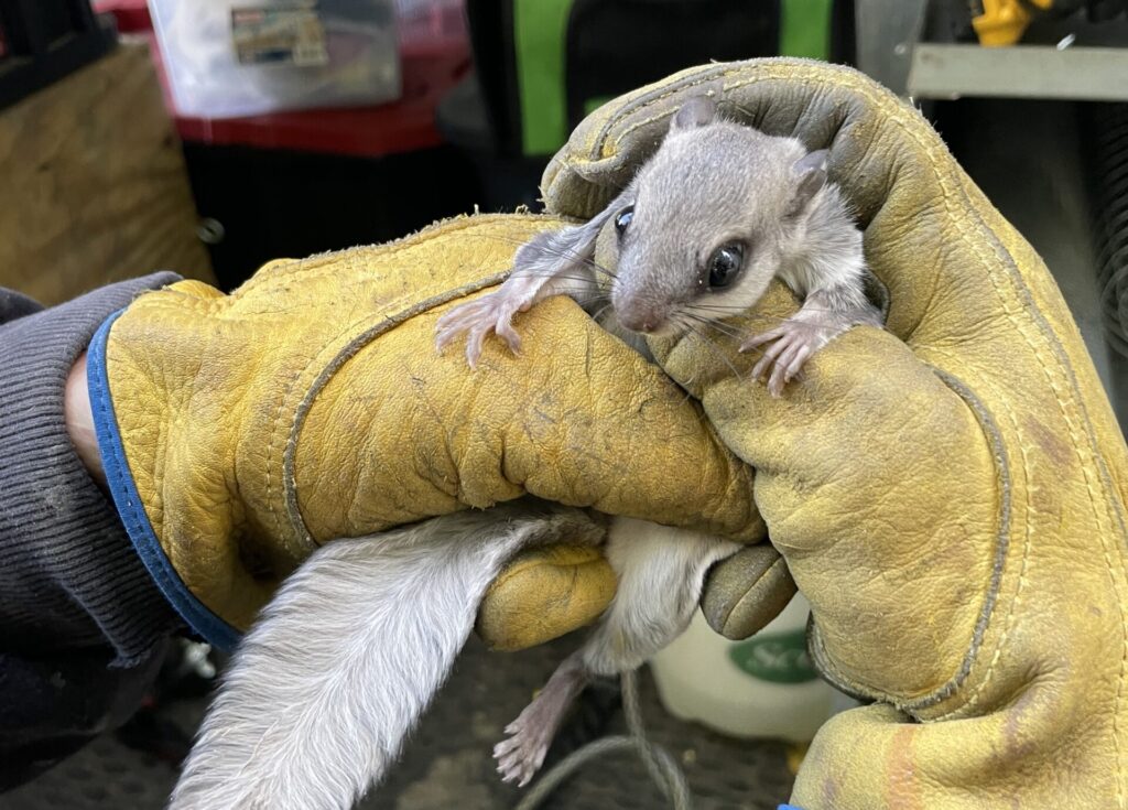 Skedaddle North Atlanta Technician Holding Flying Squirrel