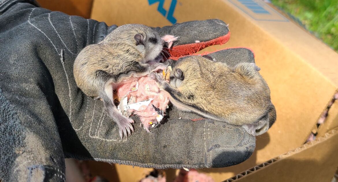 Flying Squirrels in Atlanta