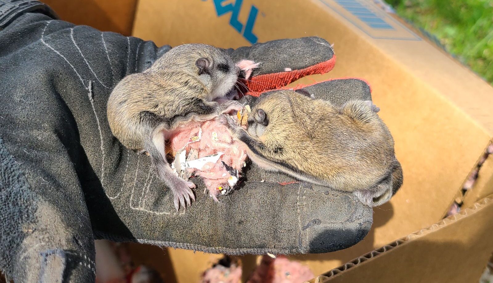 Flying Squirrels in Atlanta