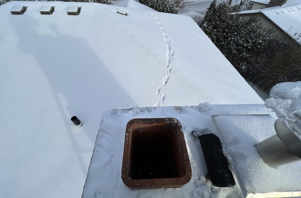 Raccoon Tracks in Snow Roof Raccoon Tracks in Snow Roof