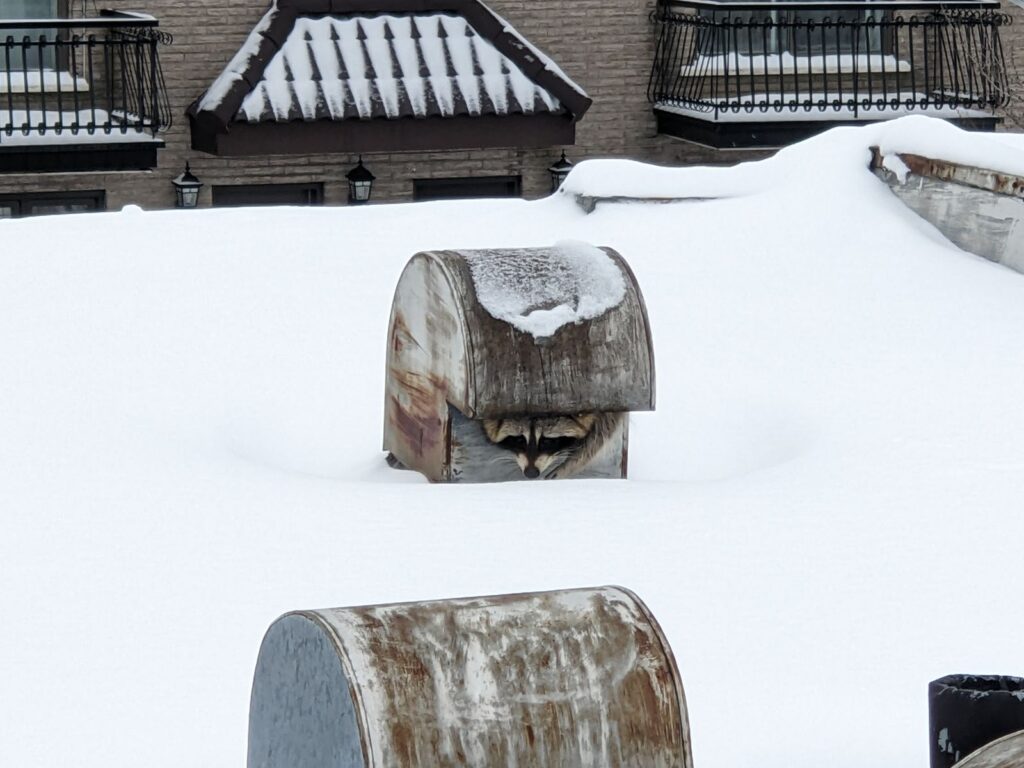 Skedaddle Denver Raccoon in Roof Vent