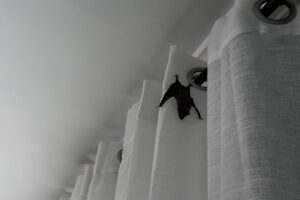 A brown bat hanging upside down from white grommet curtains in a Gahanna living room.