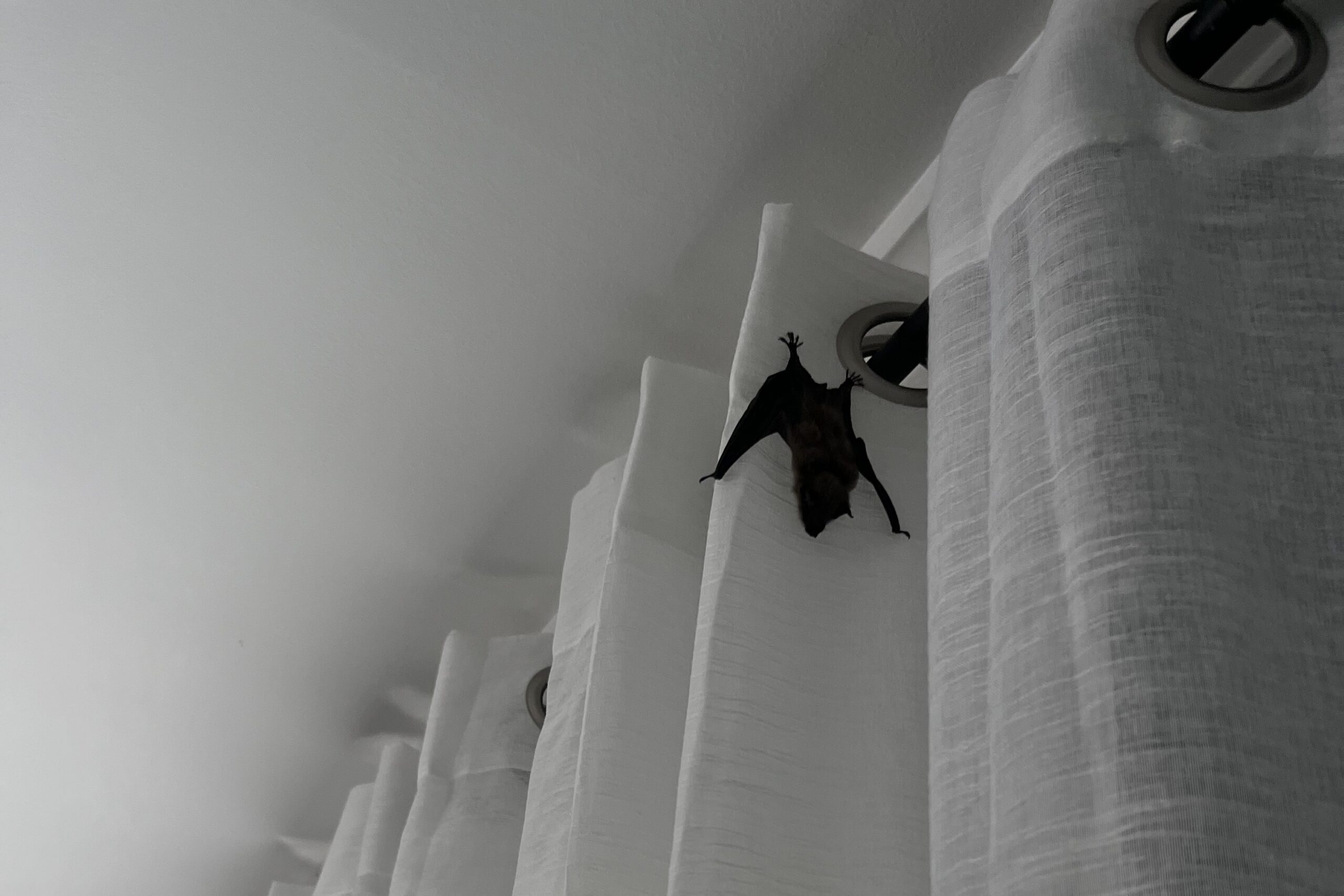 A brown bat hanging upside down from white grommet curtains in a Gahanna living room.