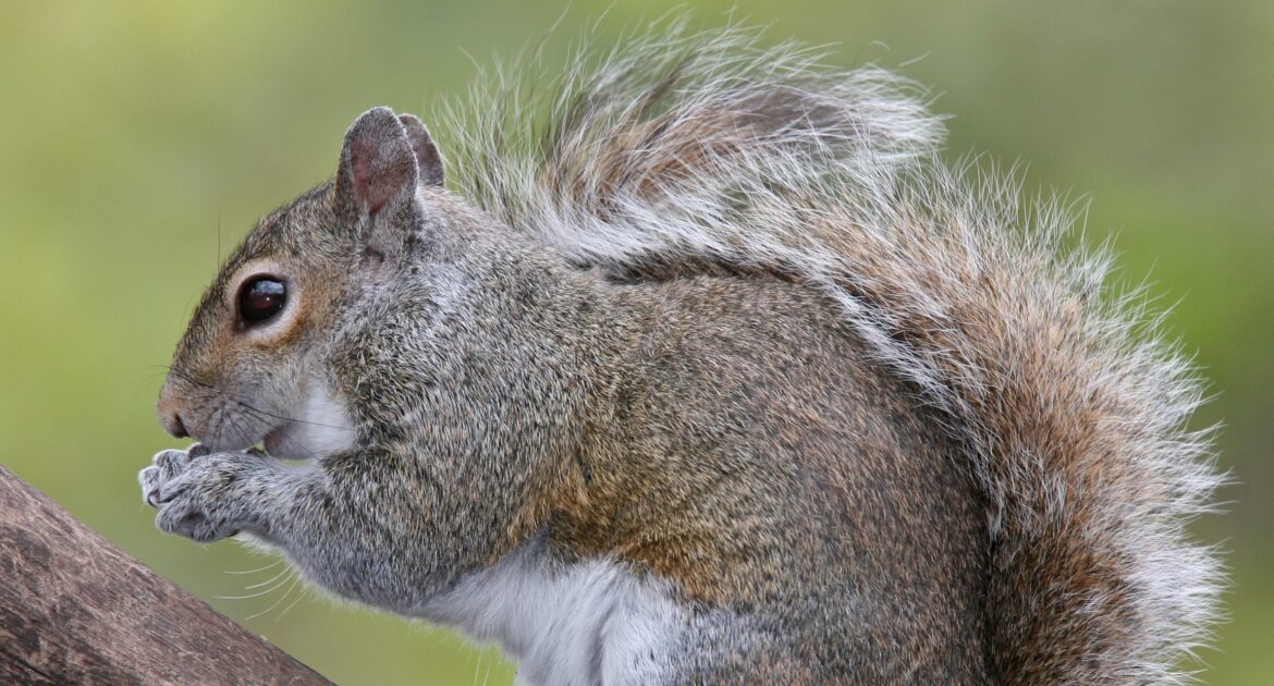 Grey vs. Red Squirrels in Toronto