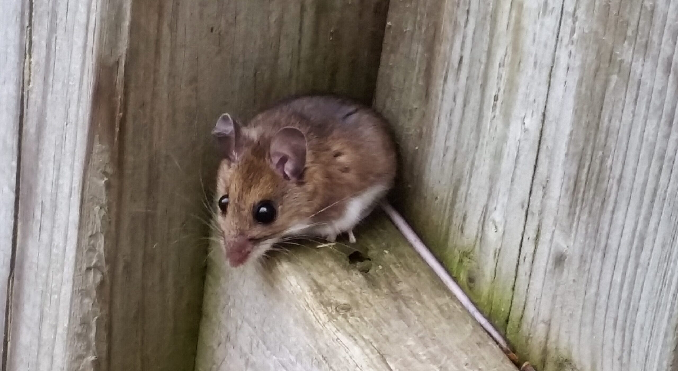 Hantavirus in Colorado