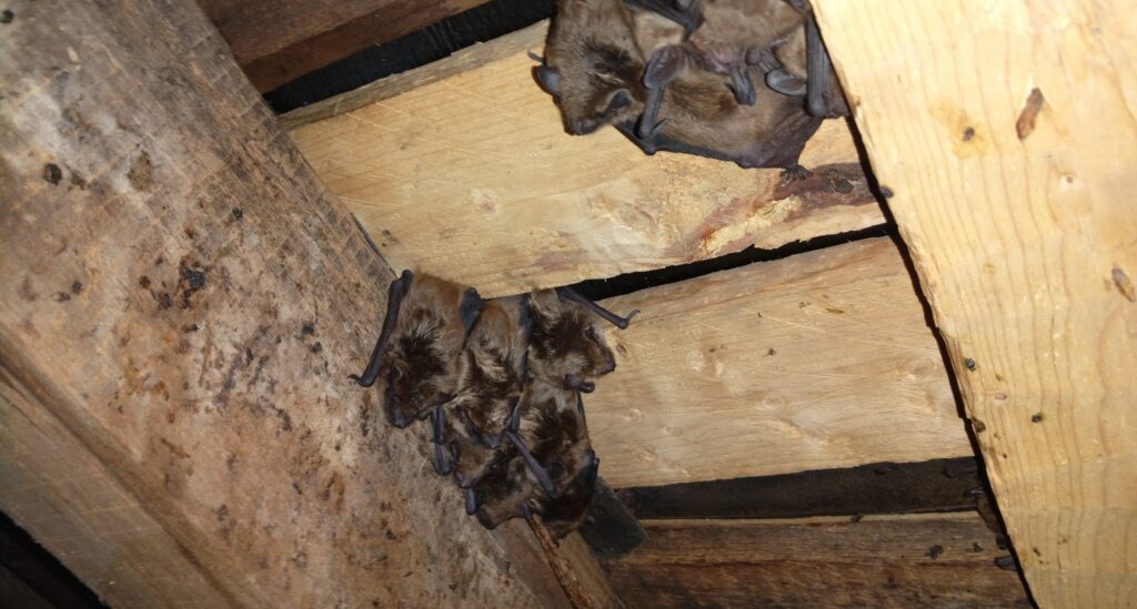 Hibernating Bats in Westerville Hibernating Bats in Westerville