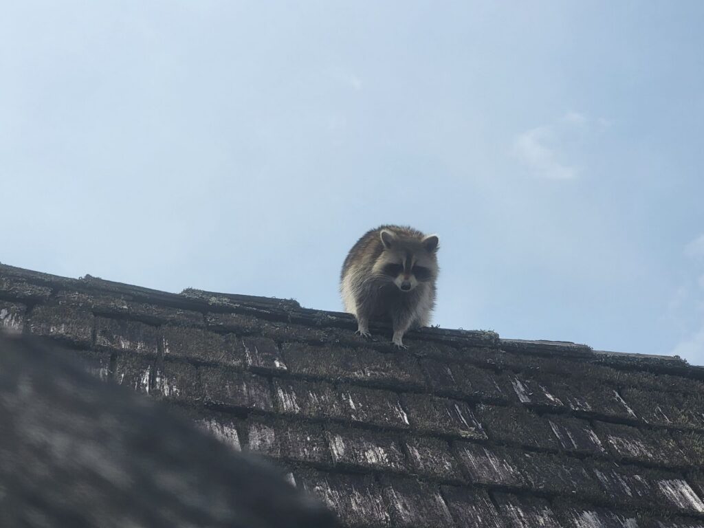 A large raccoon perched on the peak of a weathered shingle roof against a clear blue sky, looking down toward the gutter.