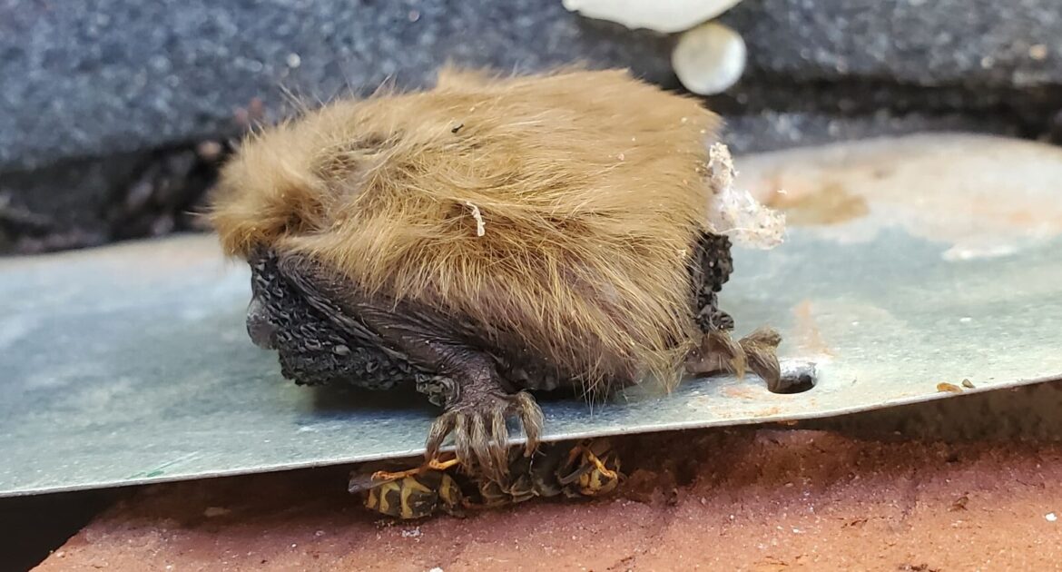 How Bats Stay Hidden in Minnesota Attics All Winter Long