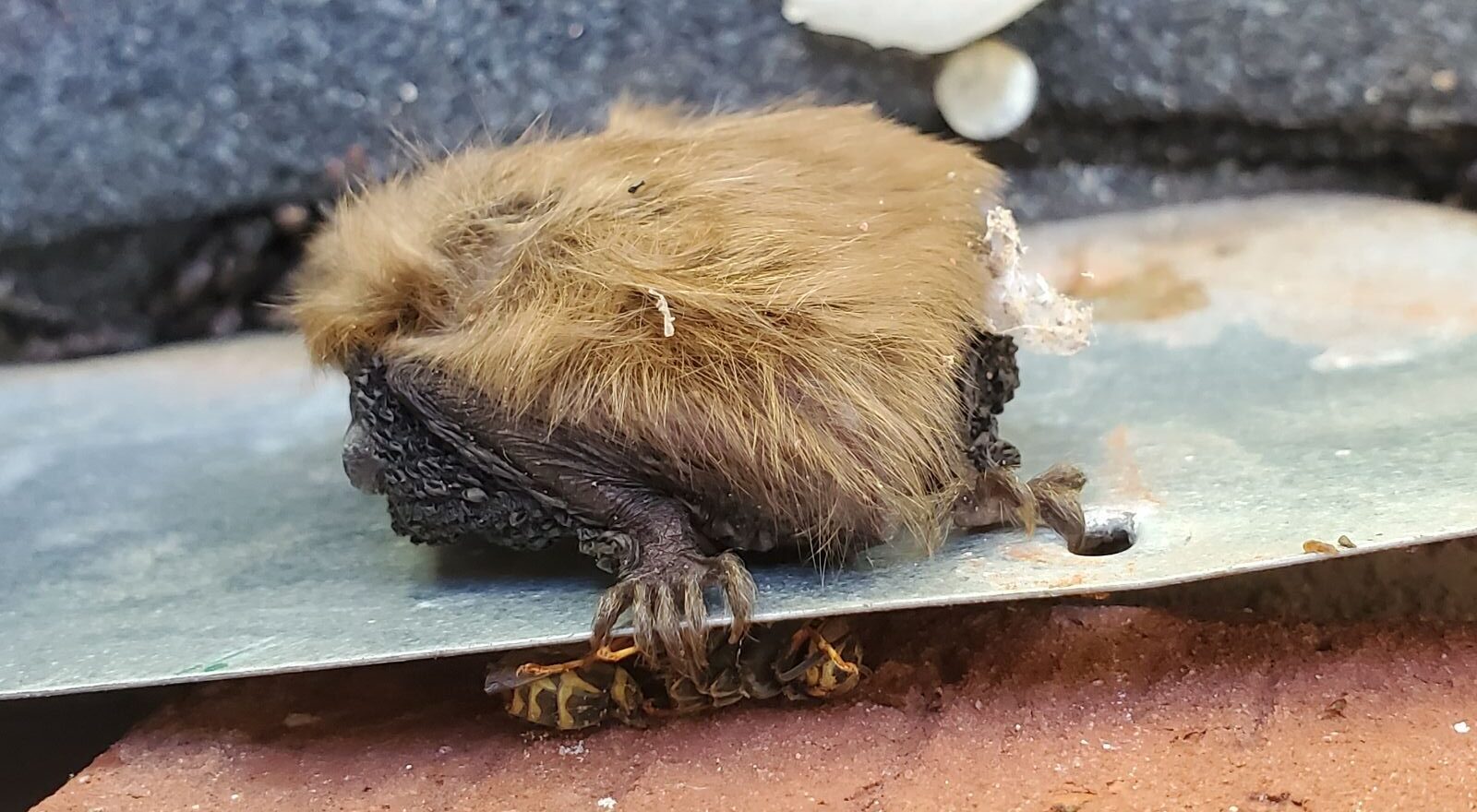 How Bats Stay Hidden in Minnesota Attics All Winter Long