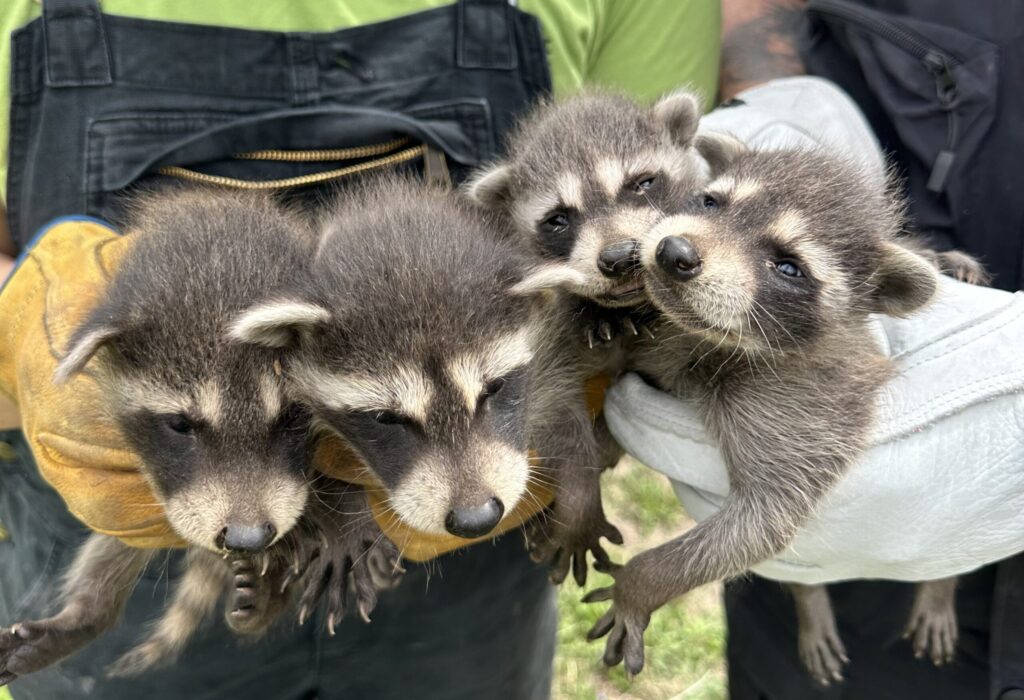 Wisconsin Raccoon Baby