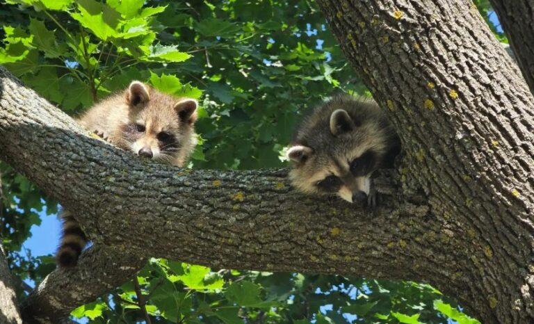 How Long Do Raccoons Live For? | Skedaddle Baltimore