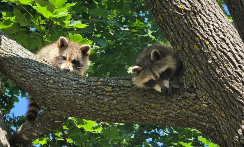 How Long Do Raccoons Live