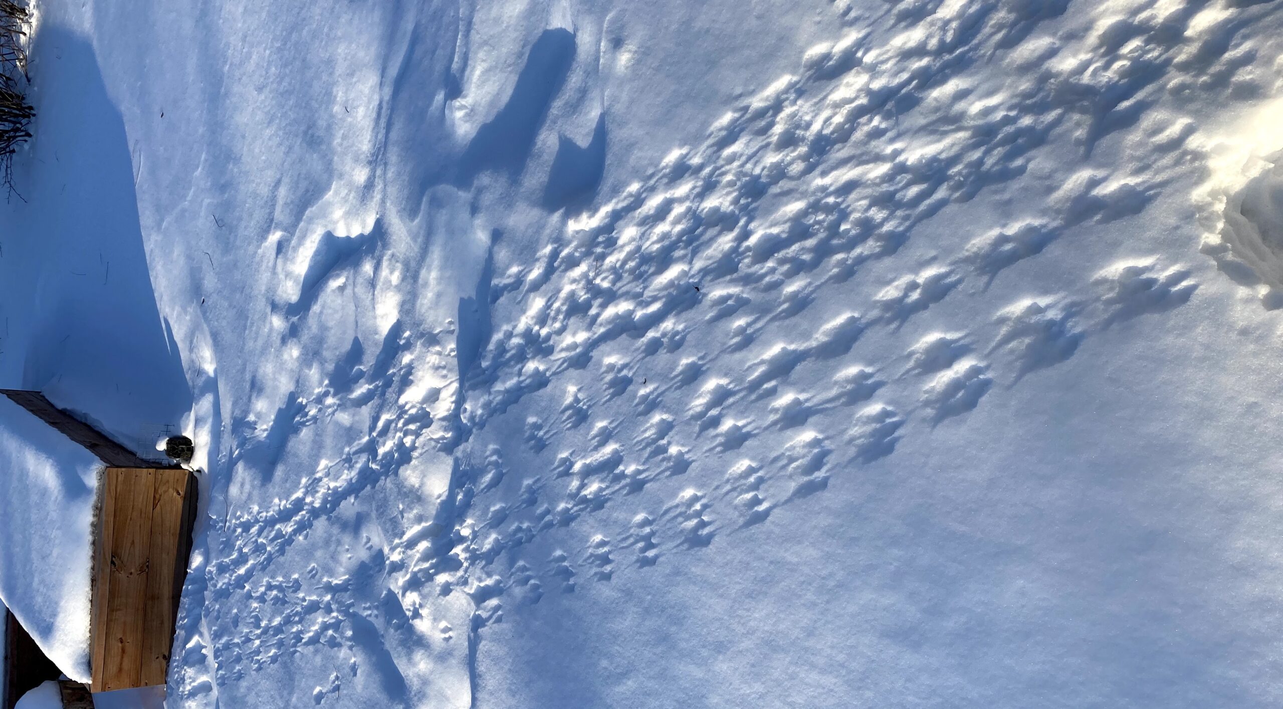 How Mice Sneak Into Canadian Homes During Deep Winter