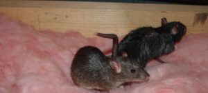 How Norway Rats Tunnel Beneath Homes to Escape the Cold