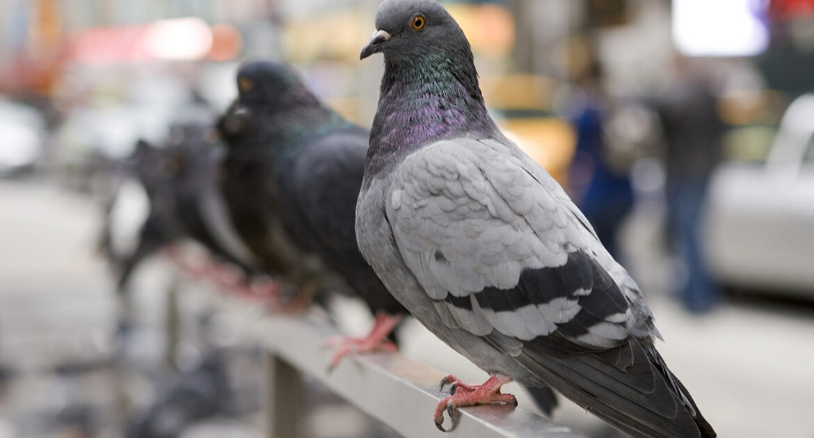How Pigeons Thrive Around Canadian Businesses in Winter