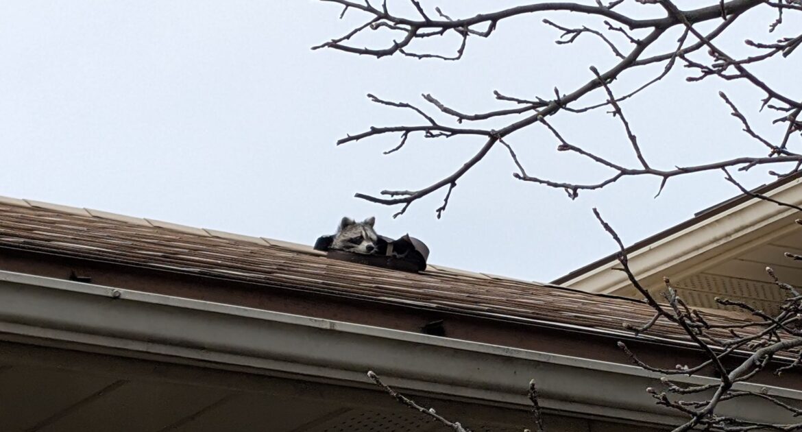 How Raccoons Break Into Milwaukee Attics During Harsh Winter Weather