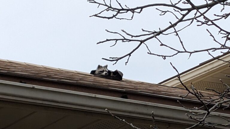 How Raccoons Break Into Milwaukee Attics During Harsh Winter Weather
