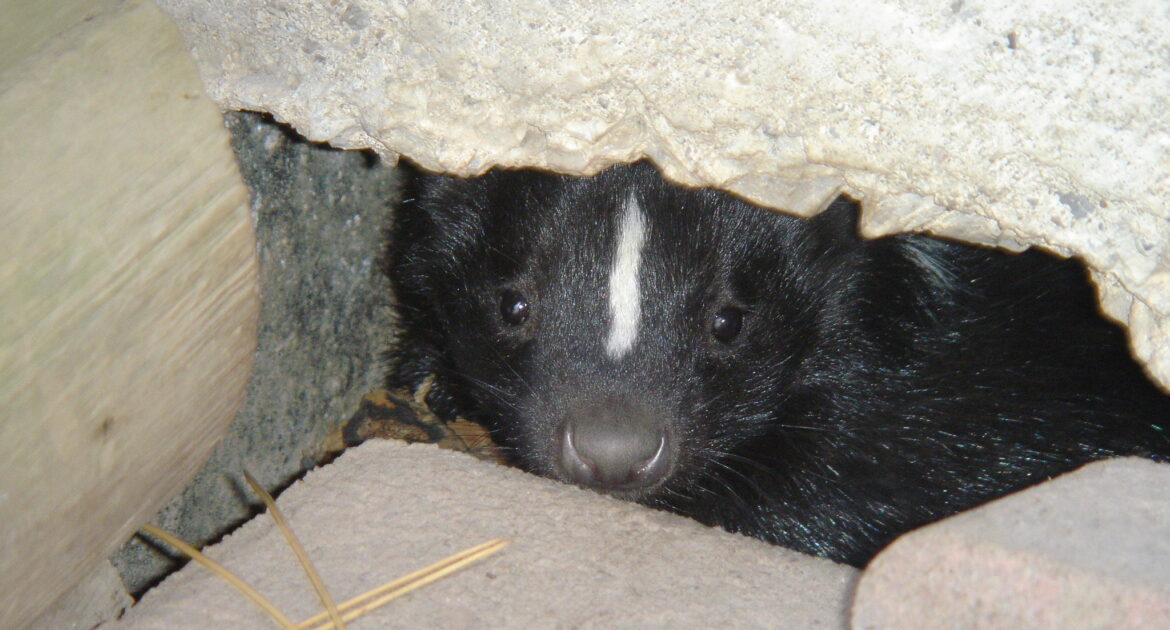 How Skedaddle Safely Removes Skunks From Under Decks and Sheds in Winter