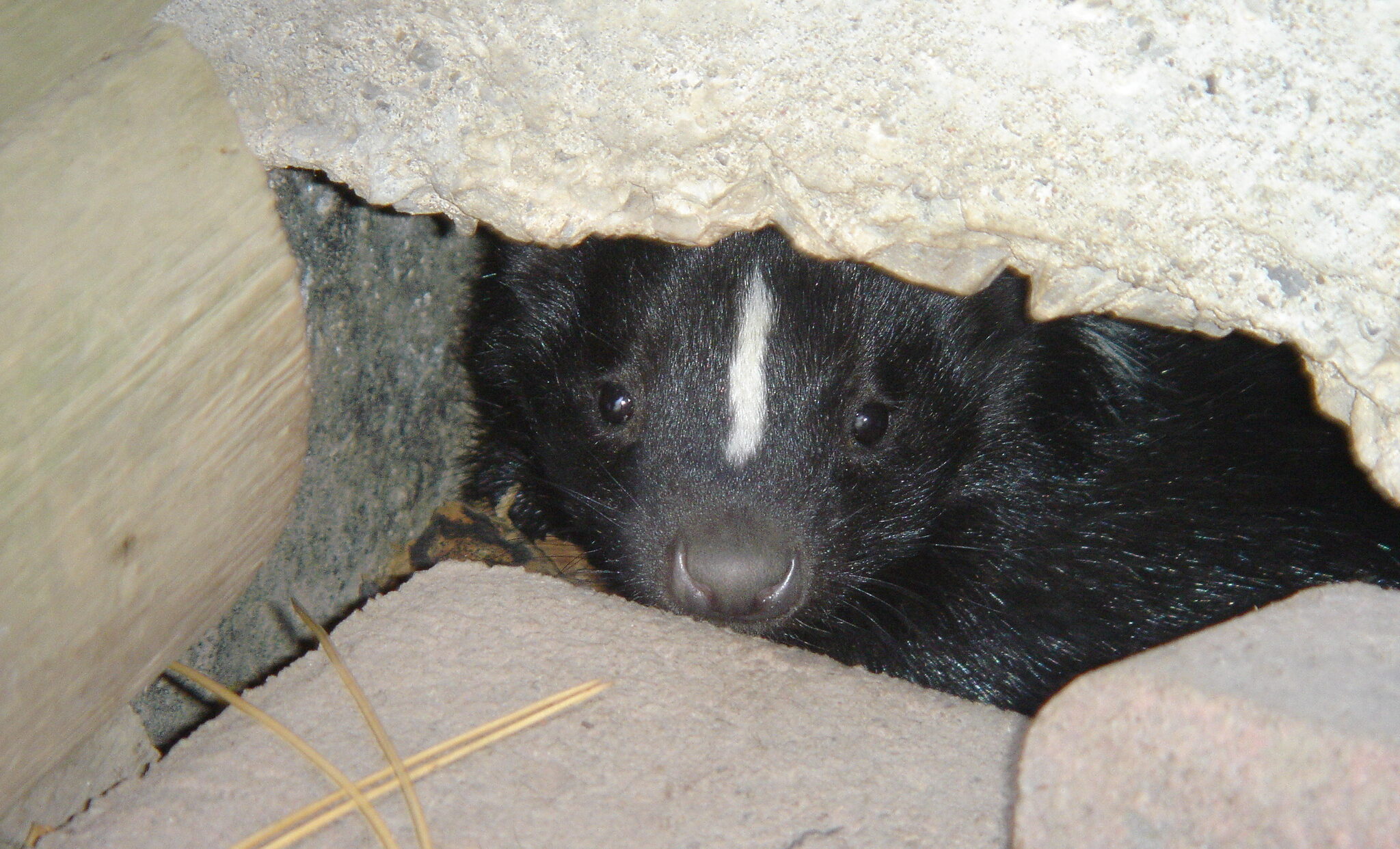 How Skedaddle Safely Removes Skunks From Under Decks and Sheds in Winter