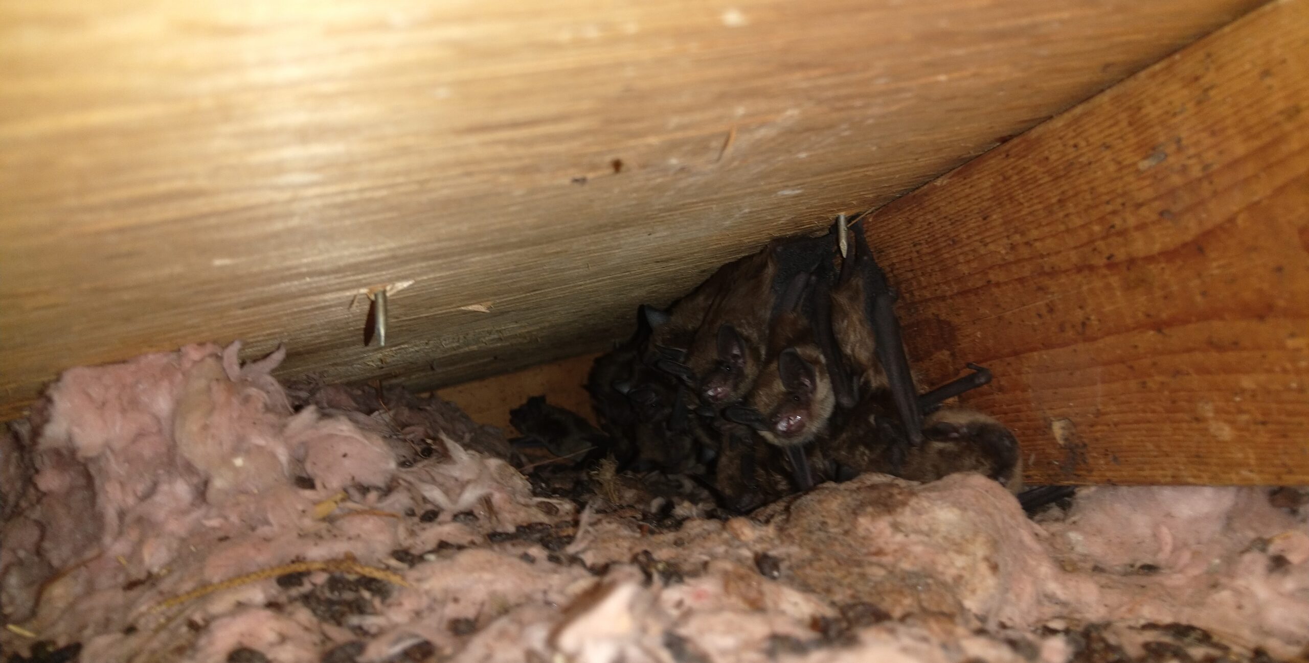 How Skedaddle’s Humane Bat Removal Keeps Homes Safe Year Round